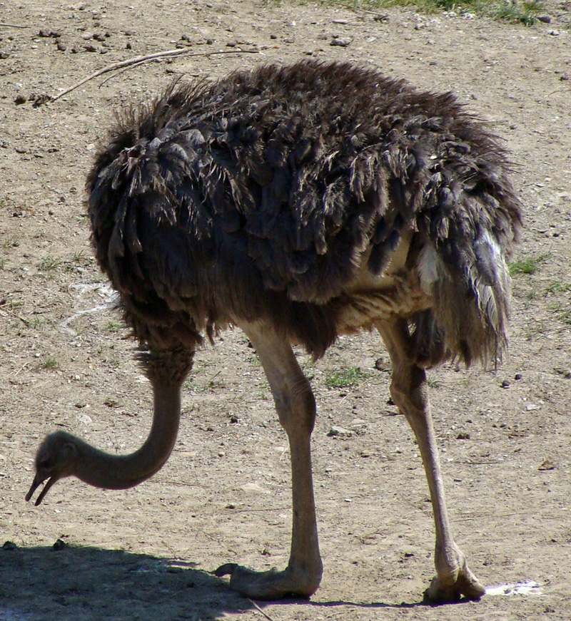 ostrich